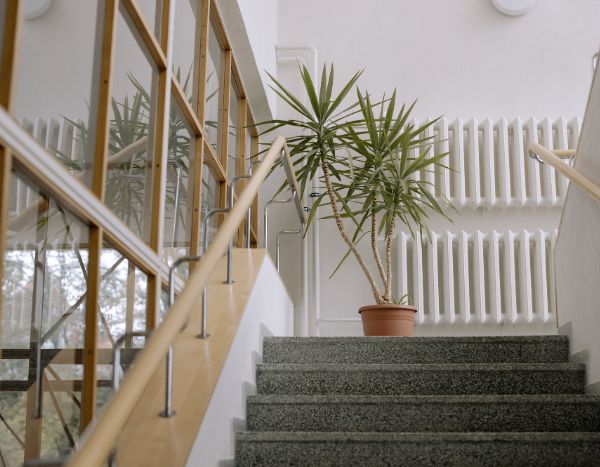 Ihre Palmlilie reicht bis zur Decke? So schneiden Sie sie zurück und bringen sie wieder in Form