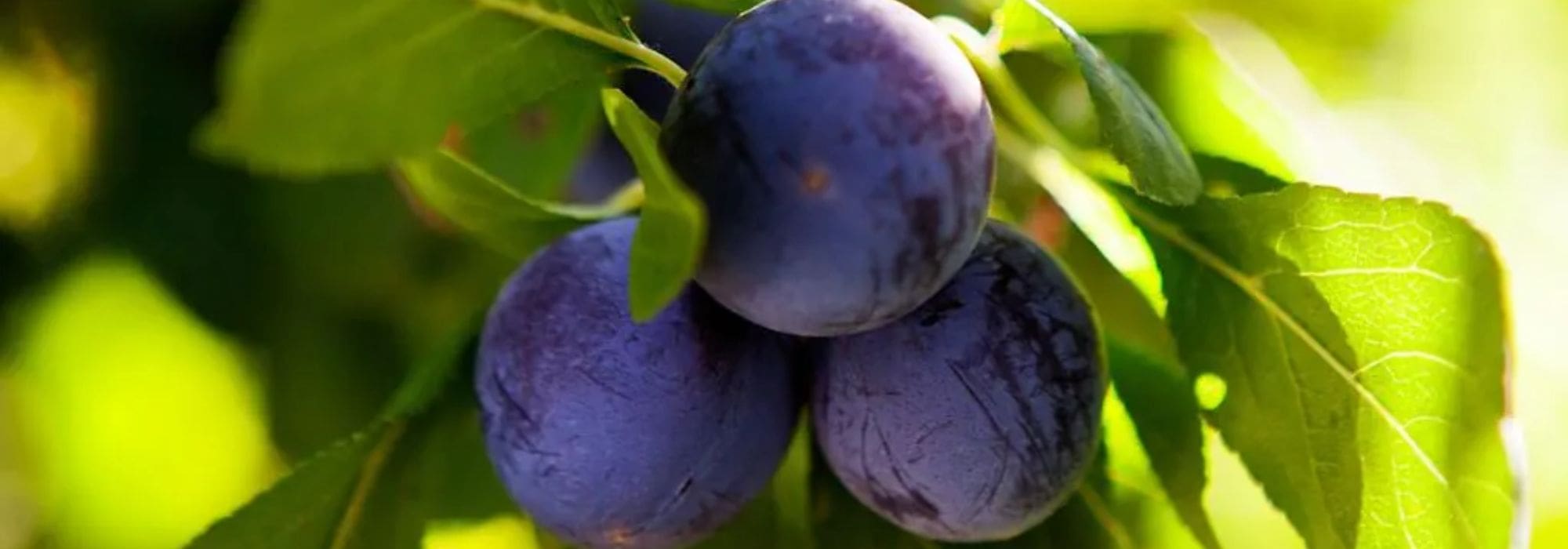 Alte regionale Pflaumensorten: nachhaltig & aromatisch