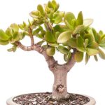 Wie schneidet man einen Geldbaum?