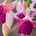Welche Fuchsien für das Freiland?