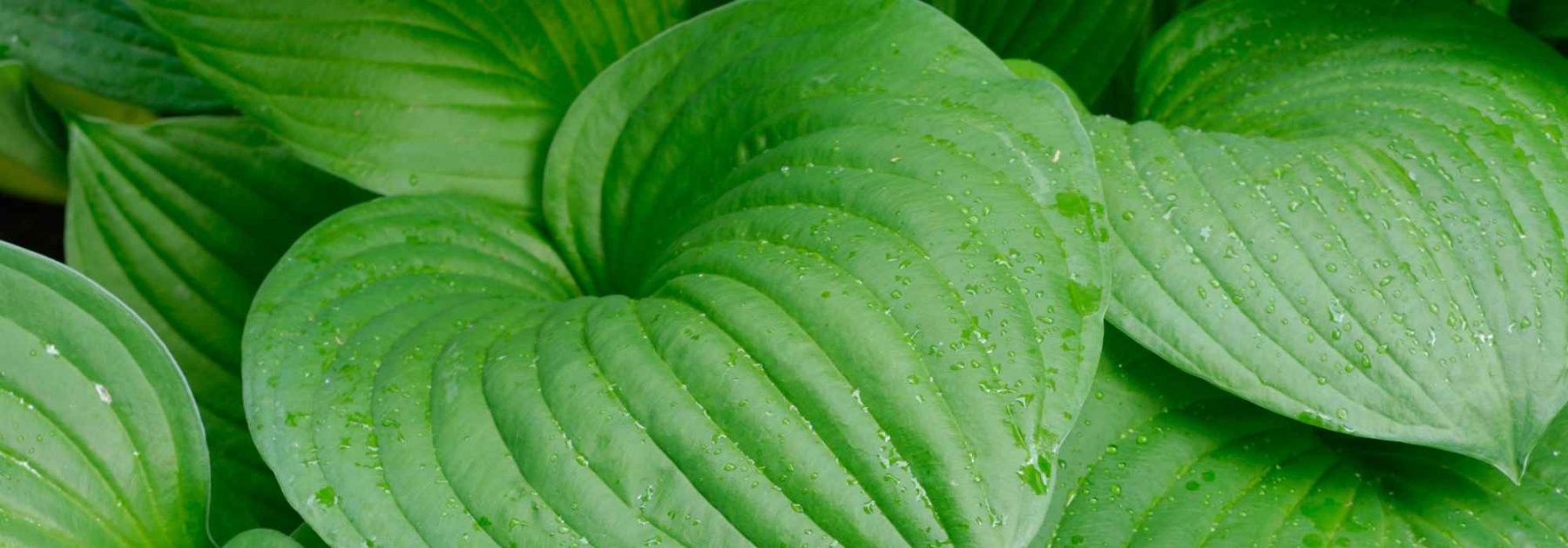 Die besten grünblättrigen Hostas zur Gartengestaltung