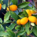Kumquat: die häufigsten Krankheiten und Schädlinge
