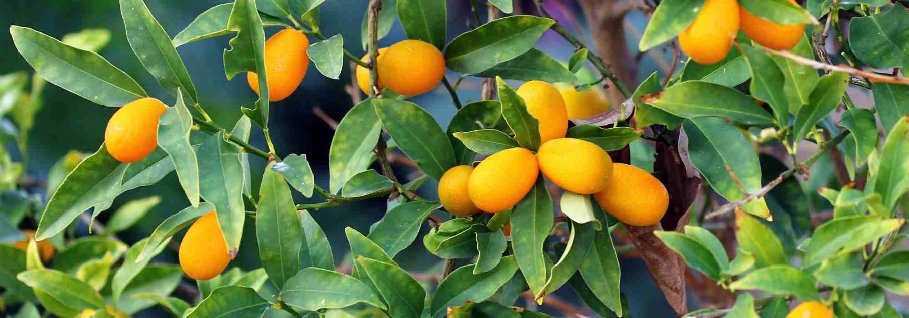 Kumquat: die häufigsten Krankheiten und Schädlinge