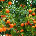 Wie kultiviert man einen Orangenbaum im Freiland oder im Topf?