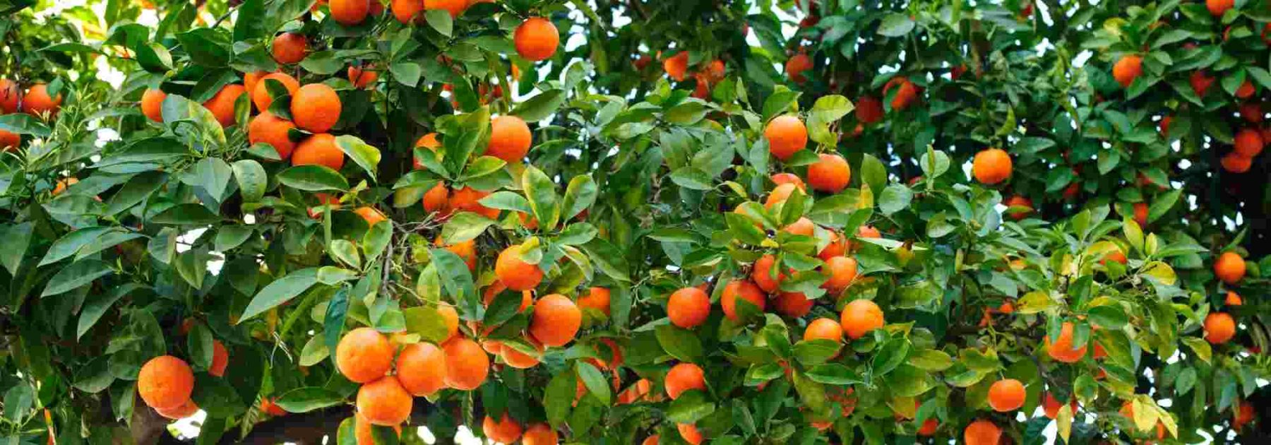 Wie kultiviert man einen Orangenbaum im Freiland oder im Topf?