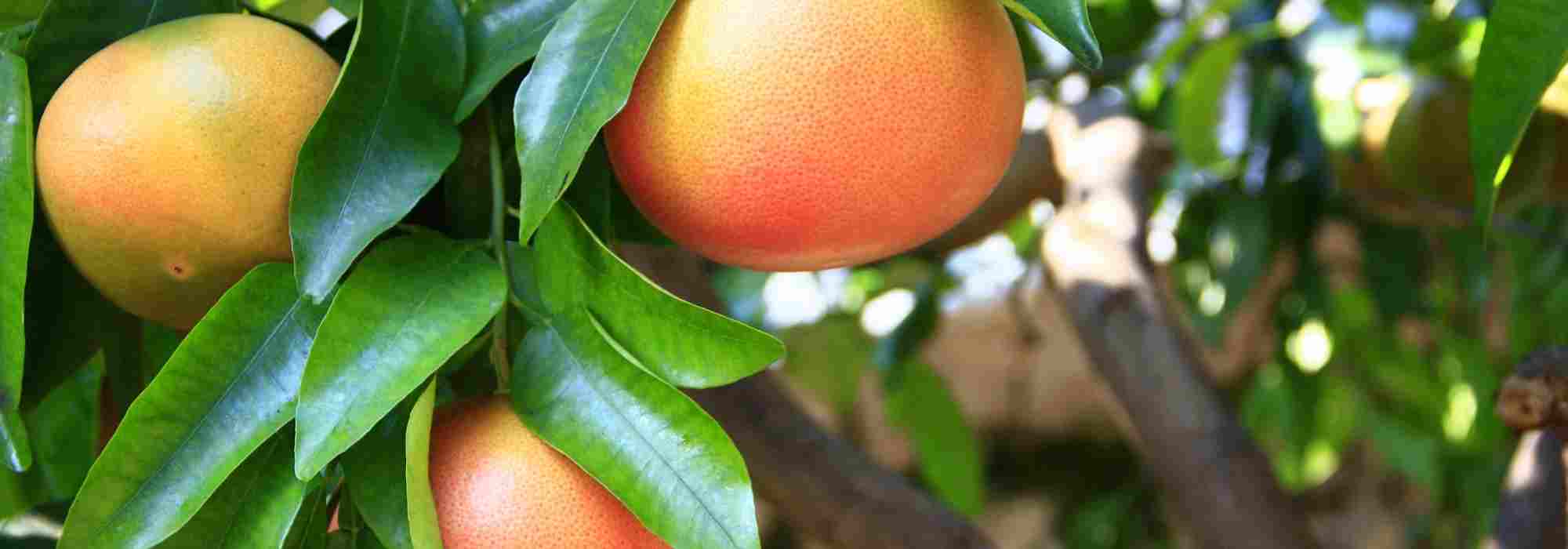 Pampelmusenbaum: Häufige Krankheiten und Parasiten?