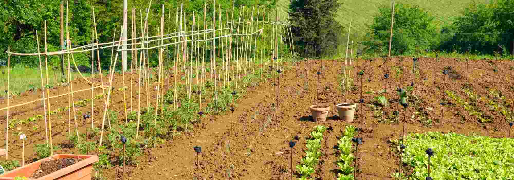 Gemüsegarten am Feld: Folgen und Lösungen?