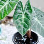 Wann und wie sollte man eine Alocasia umtopfen?