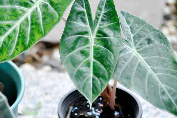 Wann und wie sollte man eine Alocasia umtopfen?