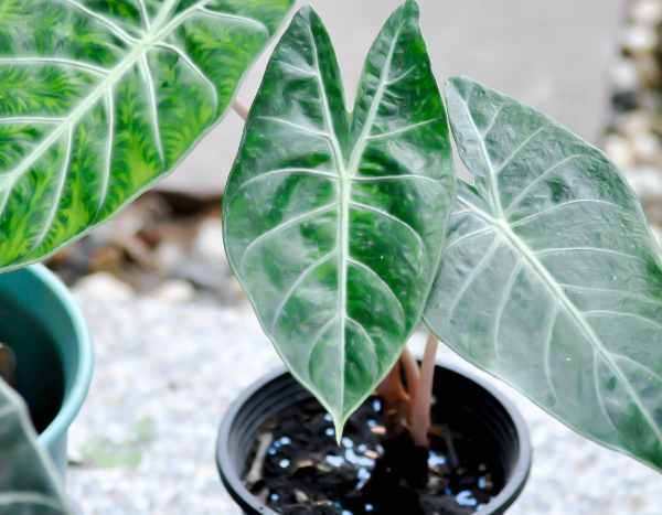 Wann und wie sollte man eine Alocasia umtopfen?