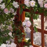 Welche Kletterrose eignet sich für die Kübelkultur?
