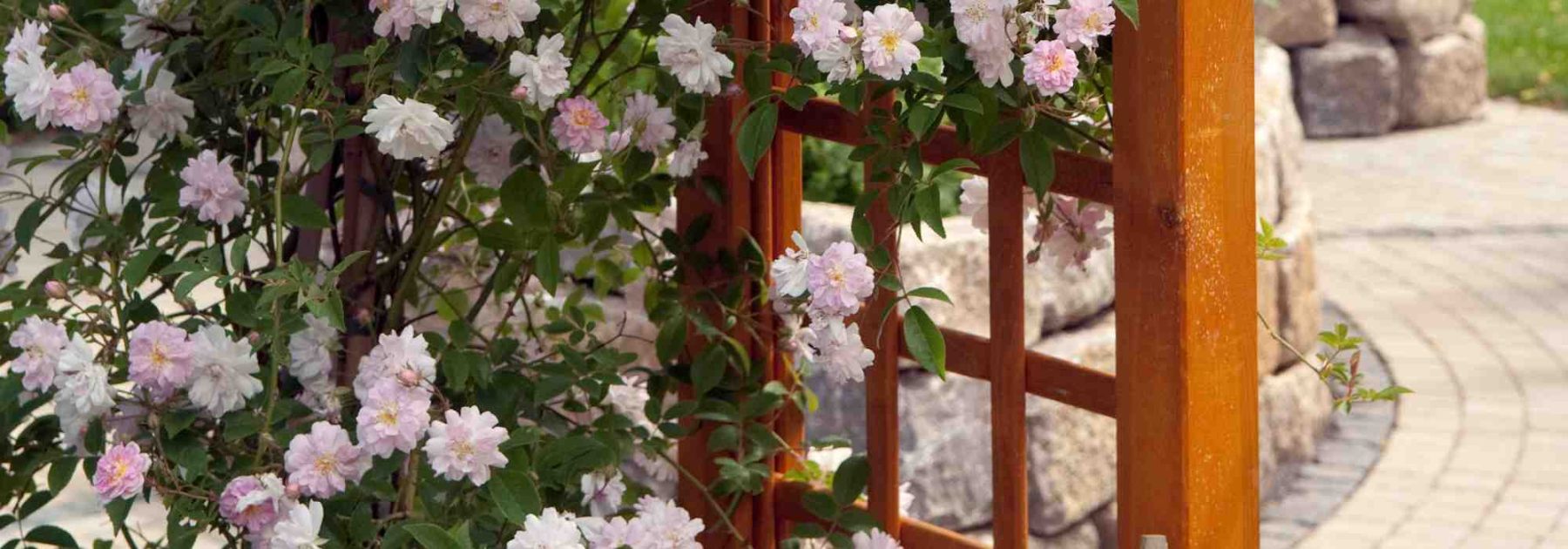 Welche Kletterrose eignet sich für die Kübelkultur?