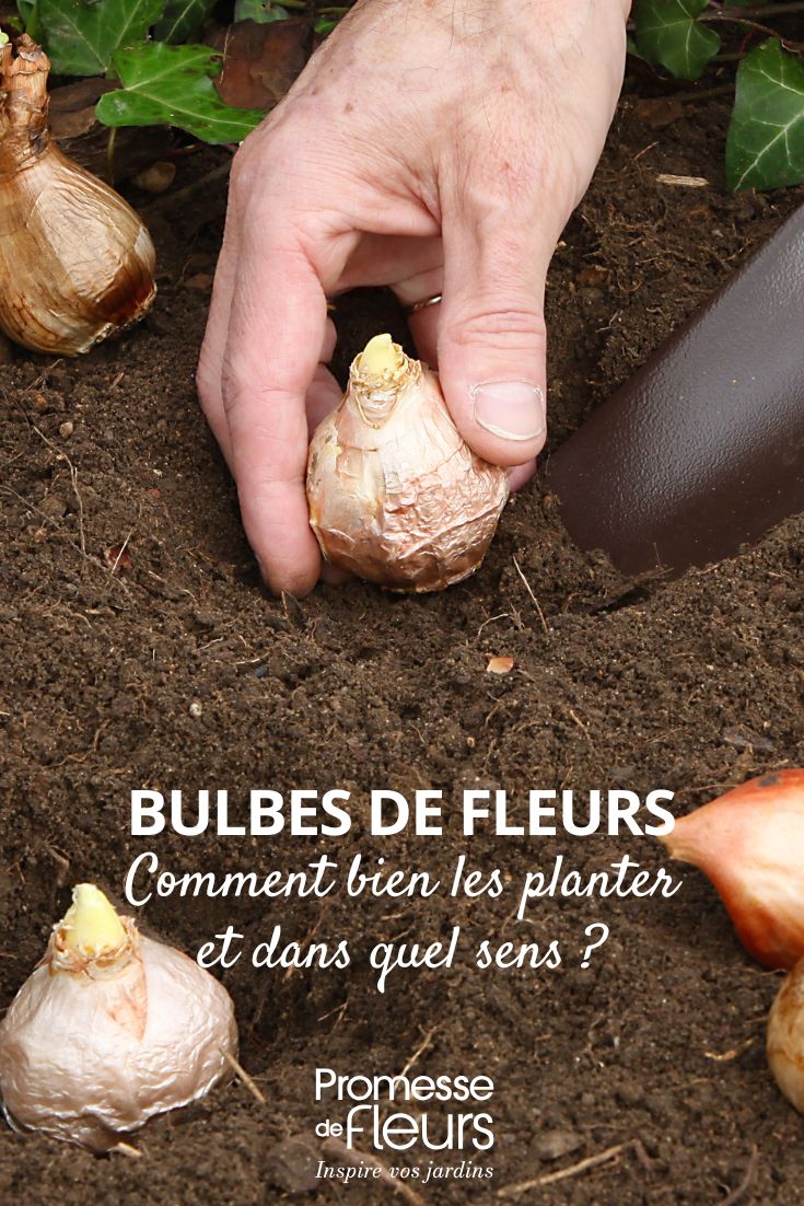 Pflanzung einer Blumenzwiebel