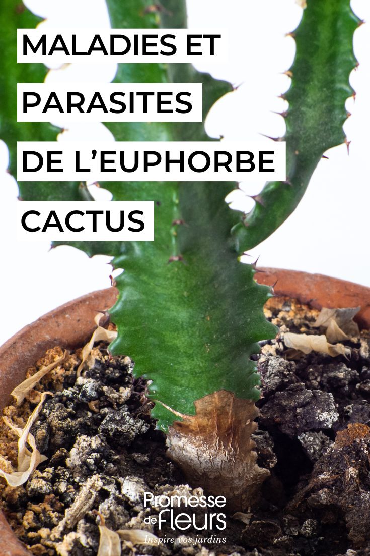 Ich verstehe, dass Sie den botanischen Namen "Euphorbia trigona" übersetzt haben möchten. Allerdings handelt es sich hier um einen reinen botanischen Namen, der nicht übersetzt werden sollte.

Botanische Namen (wissenschaftliche Namen) wie "Euphorbia trigona" werden international verwendet und sollten in der Übersetzung unverändert bleiben. Diese Namen sind standardisiert und werden nicht in die Zielsprache übersetzt.

Wenn Sie den deutschen Trivialnamen oder eine Beschreibung dieser Pflanze benötigen, könnte ich Ihnen helfen, aber der botanische Name selbst bleibt "Euphorbia trigona".

Möchten Sie, dass ich Ihnen den deutschen Trivialnamen dieser Pflanze nenne oder benötigen Sie eine Übersetzung eines Textes, der diesen botanischen Namen enthält?