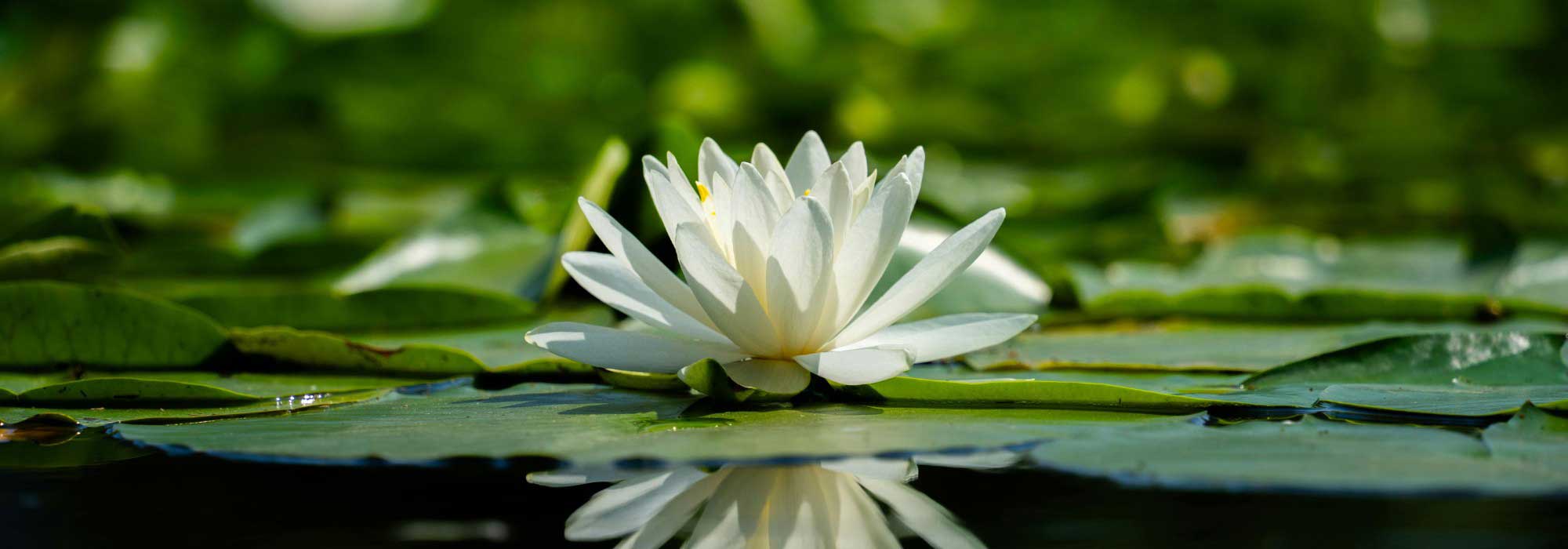 Lotus, Seerose oder Seerose? Nicht mehr verwechseln!