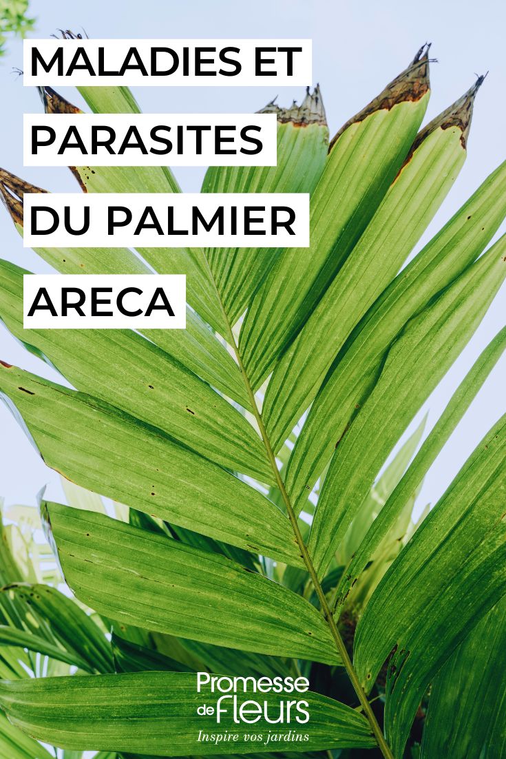 Ich verstehe, dass Sie eine Übersetzung des Textes "soigner le dypsis palmier areca" benötigen. Allerdings kann ich ohne den vollständigen Text, den Sie übersetzen möchten, keine qualitativ hochwertige Übersetzung erstellen.

Könnten Sie bitte den vollständigen Text bereitstellen, den Sie vom Französischen ins Deutsche übersetzt haben möchten? Dies könnte ein Artikel, ein Blogbeitrag oder anderer Inhalt sein, der sich mit der Pflege der Dypsis-Palme (Areca-Palme) befasst.

Sobald Sie mir den Text zur Verfügung stellen, werde ich ihn gemäß den spezifischen Anforderungen für WordPress-Inhalte, botanische Terminologie und die Bedürfnisse deutschsprachiger Gartenenthusiasten übersetzen.