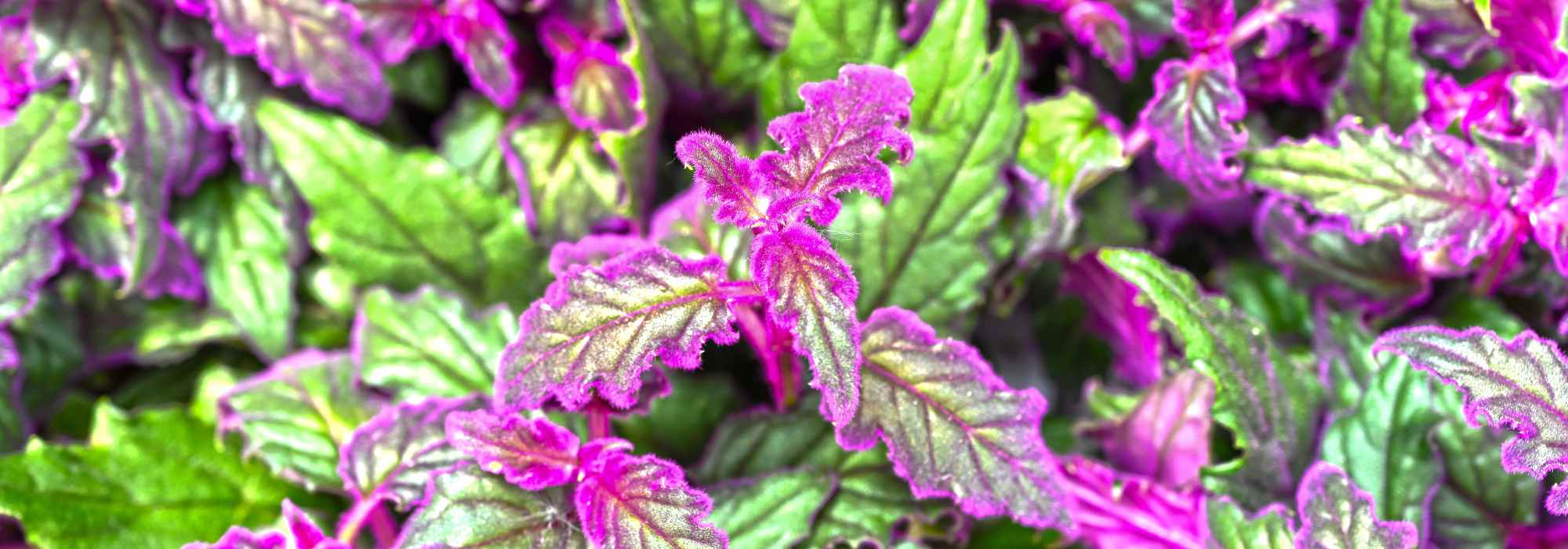Gynura aurantiaca, Purpur-Samtpflanze: Pflege & Sorten