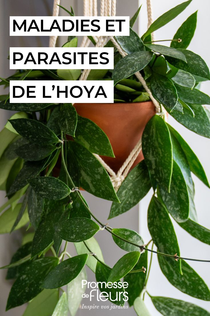 Die Pflege von Hoyas