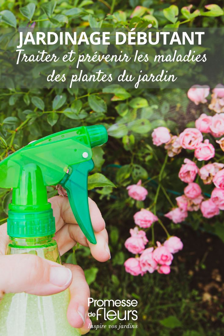 Gartenanfänger: Behandlung und Vorbeugung von Pflanzenkrankheiten im Garten Den Garten pflegen