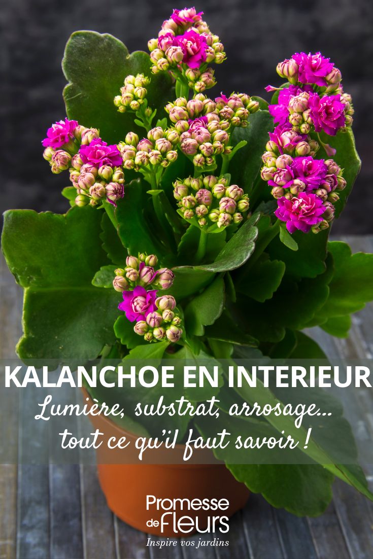 ein Kalanchoe mit rosafarbenen Blüten im Topf