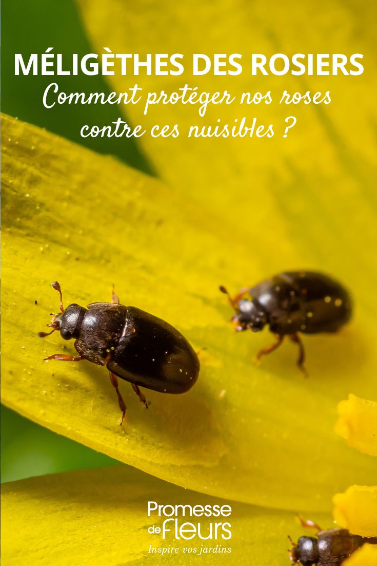 Meligethe aeneus