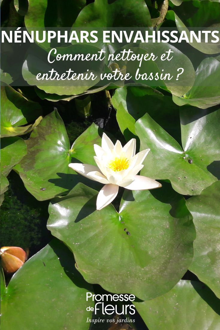 Seerose