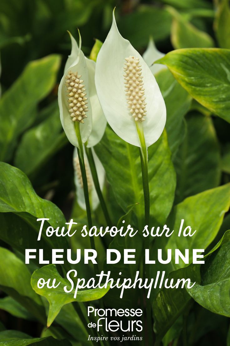 Alles über den Spathiphyllum wissen fleur de lune : entretien, plantation