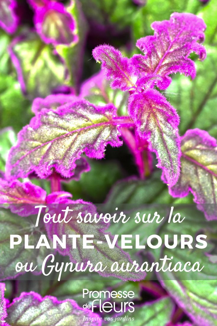 Gynura aurantiaca (deutscher Name: Samtpflanze oder Purpursamteppich)