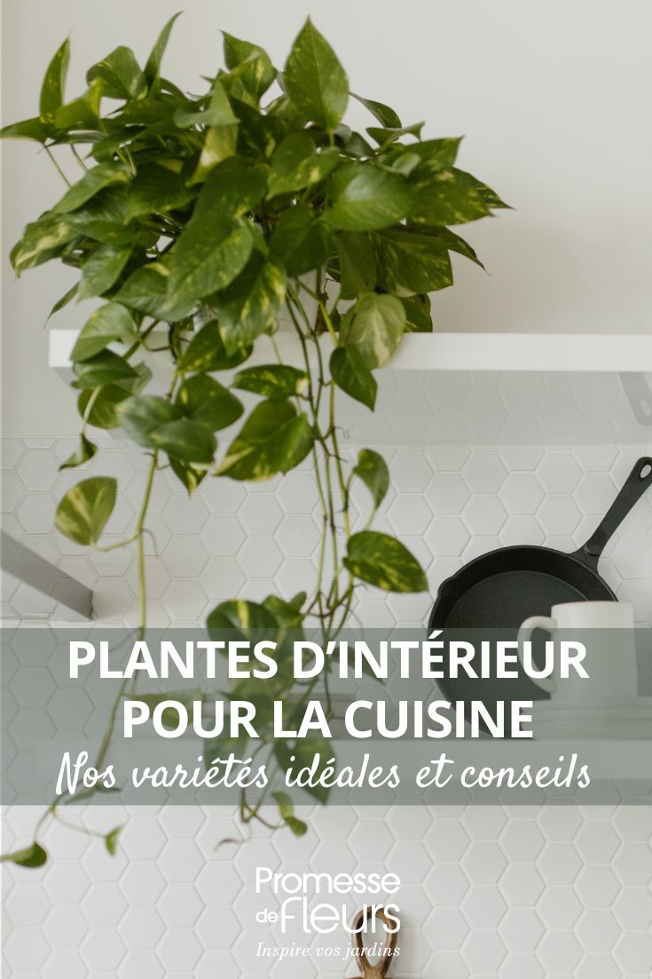 Pflanzen für die Küche: unsere idealen Sorten und Tipps zur Dekoration dieses Raumes Eine Pflanze für die Küche auswählen