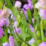 Duftende Gartenwicke: die intensivsten Sorten