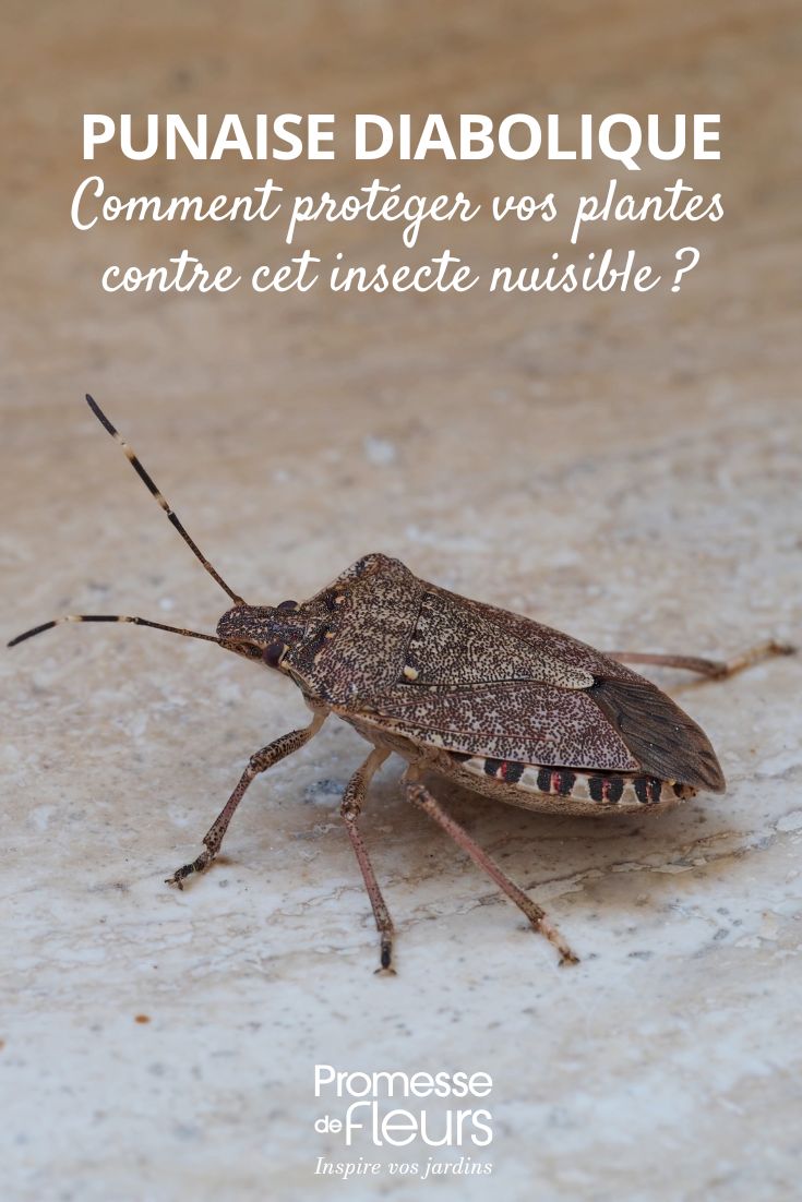 Halyomorpha halys