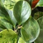 Wie vermehrt man einen Peperomia durch Stecklinge?