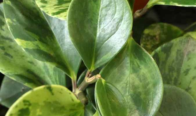 Wie vermehrt man einen Peperomia durch Stecklinge?