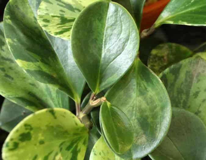 Wie vermehrt man einen Peperomia durch Stecklinge?