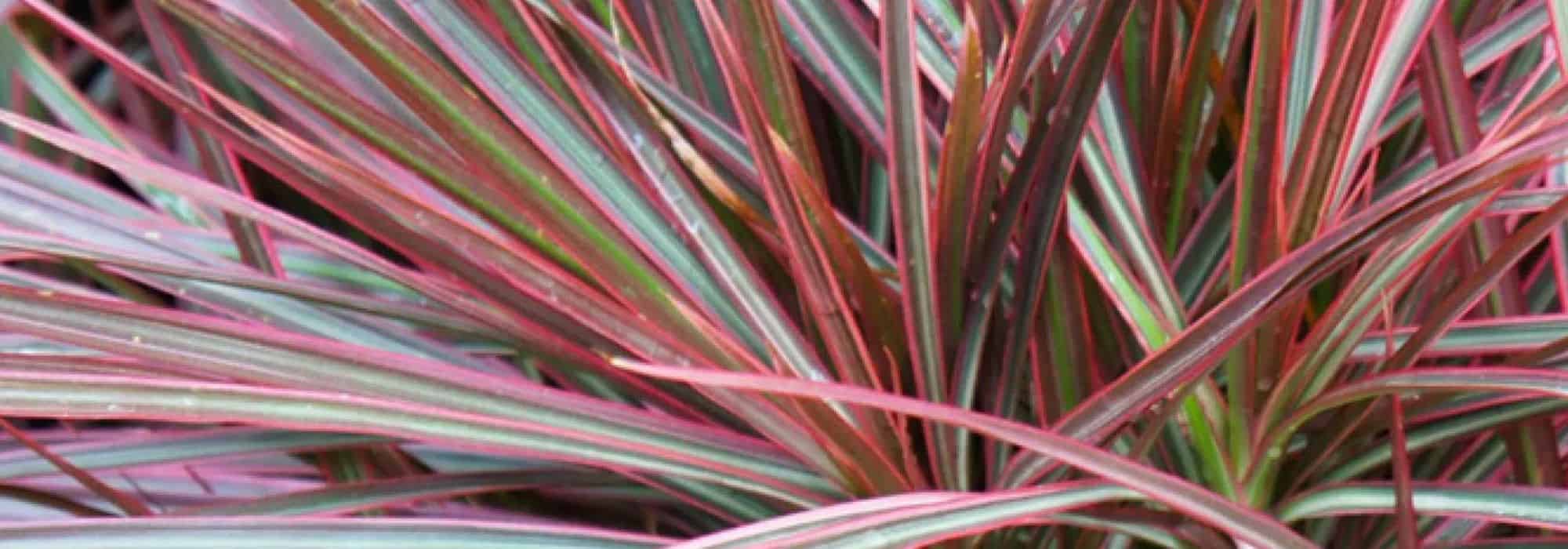 Madagaskar-Drachenbaum im Topf pflanzen?