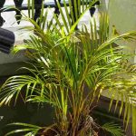Dypsis, Betelpalme: Krankheiten und Parasiten