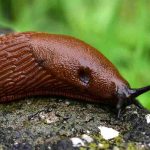 Schnecken im Garten: Lebenszyklus verstehen und bekämpfen