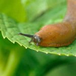 Wo verstecken sich Nacktschnecken? Endlich enthüllt