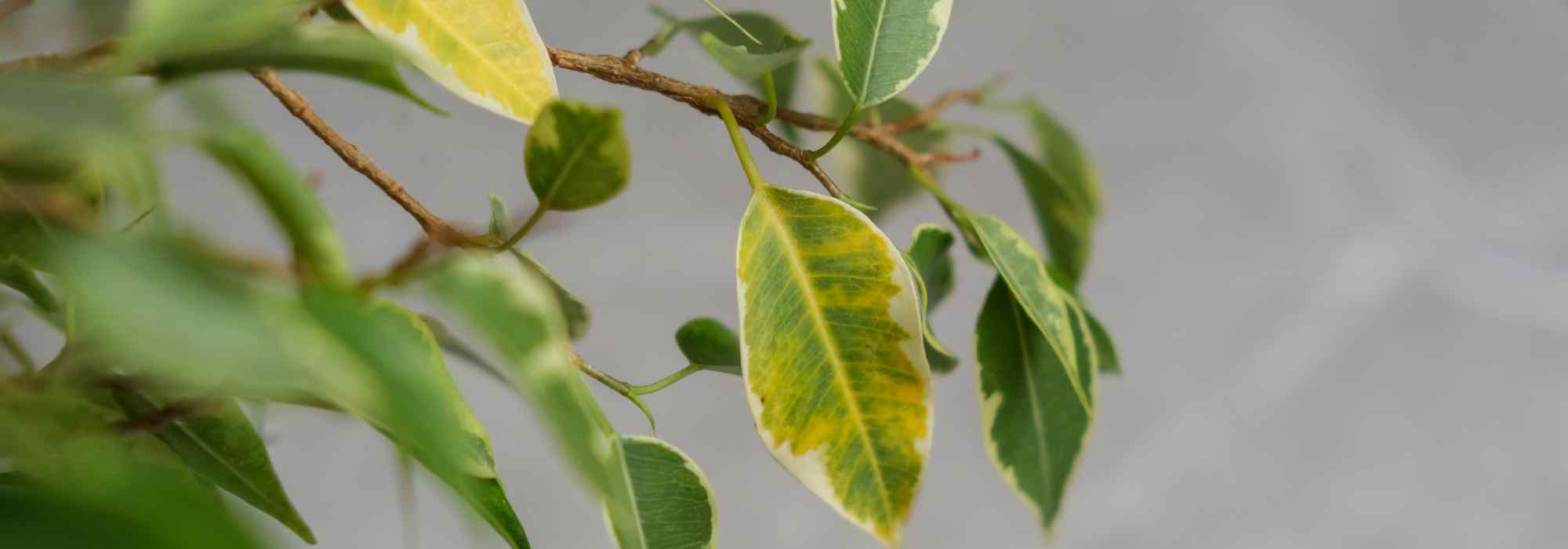 Krankheiten und Parasiten am Ficus