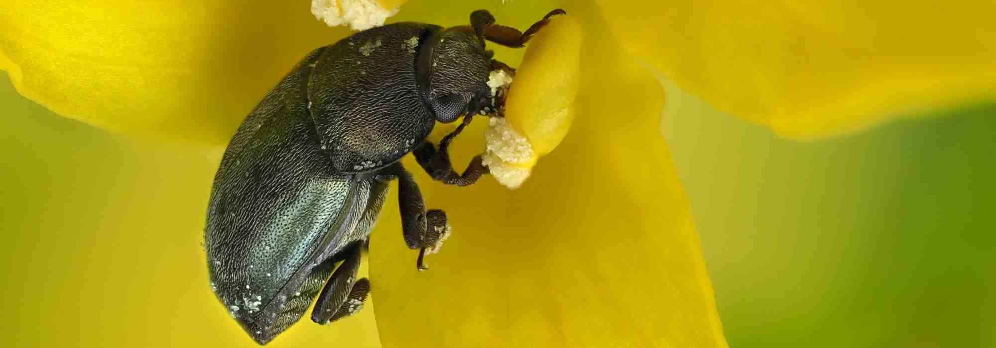 Rapsglanzkäfer an Rosen: Rosen schützen?