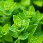 Nützliche Kräuter für den Permakultur-Garten