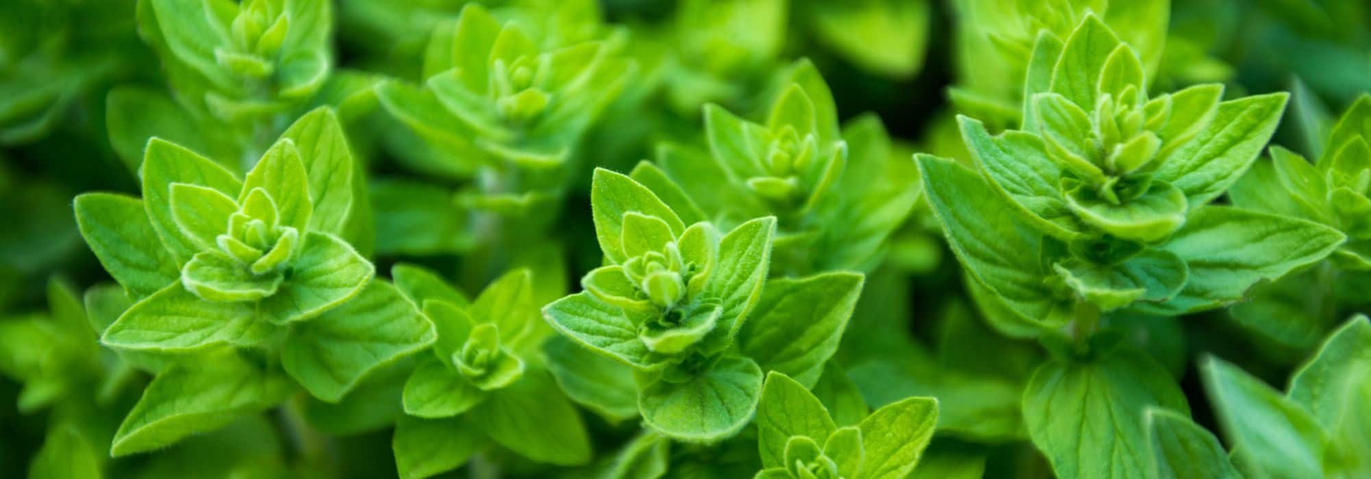 Nützliche Kräuter für den Permakultur-Garten