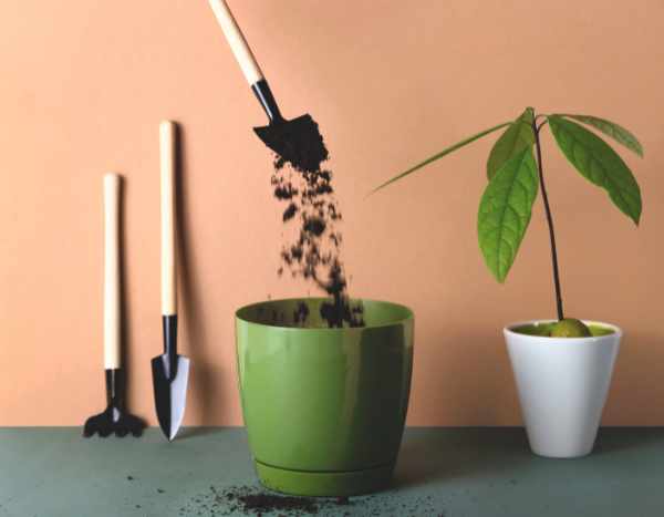 Avocadobaum umtopfen: wann und wie?