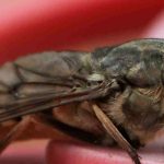 Die Bremse: saisonal und gefürchtet
