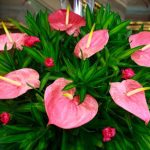 Flamingoblume blüht nicht mehr? Umtopfen!