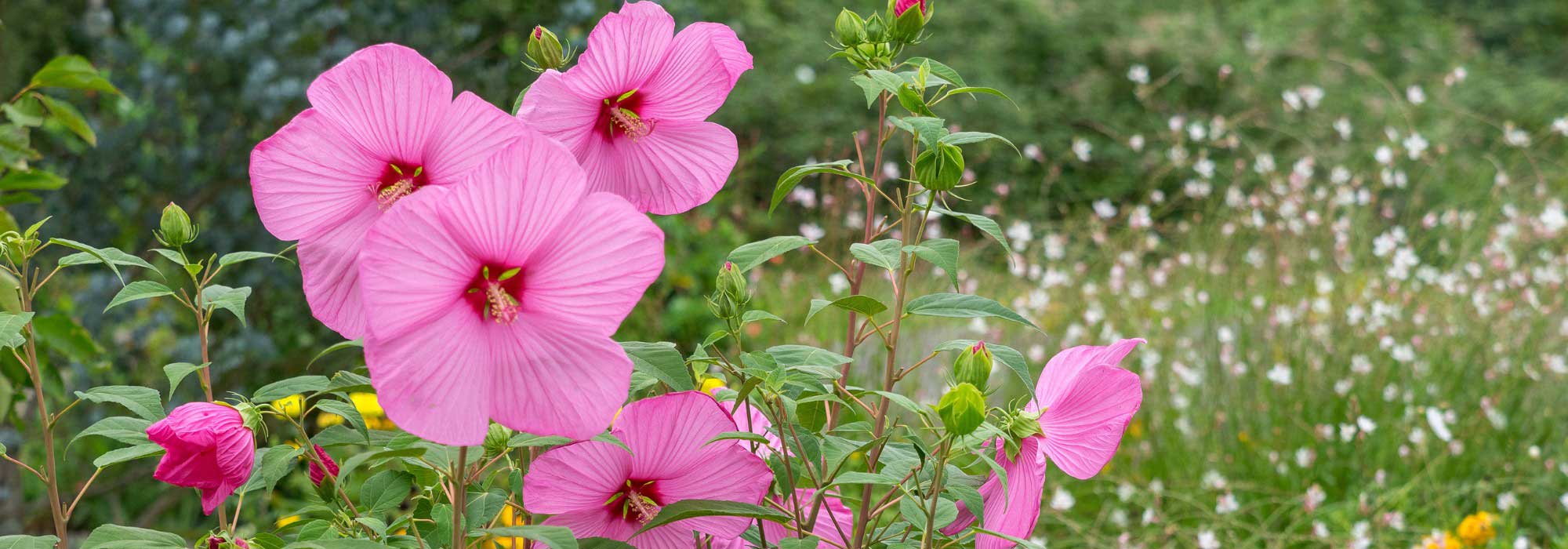 Sumpfeibisch kombinieren: 5 Ideen für üppiges Beet
