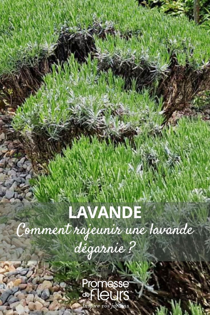Pflege von altem Lavendel