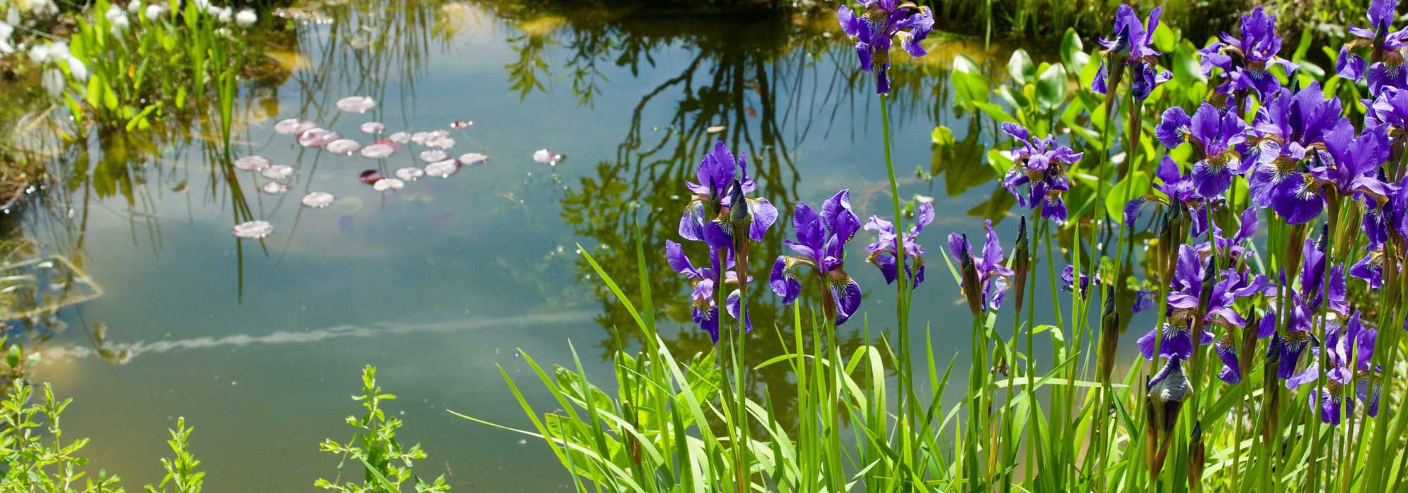 Naturteich ohne Pumpe und Filter: möglich?