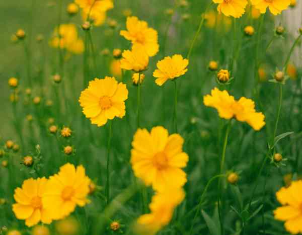 Coreopsis teilen: Verjüngen und vermehren