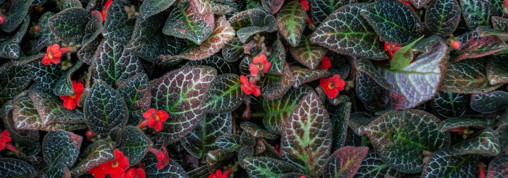 Episcia: Pflege, Zimmerkultur, Stecklinge